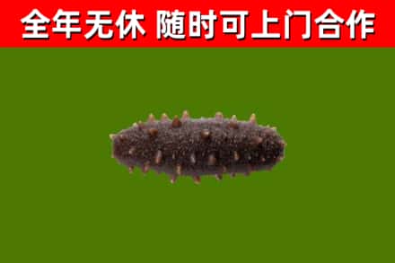 锡林郭勒盟回收海参干